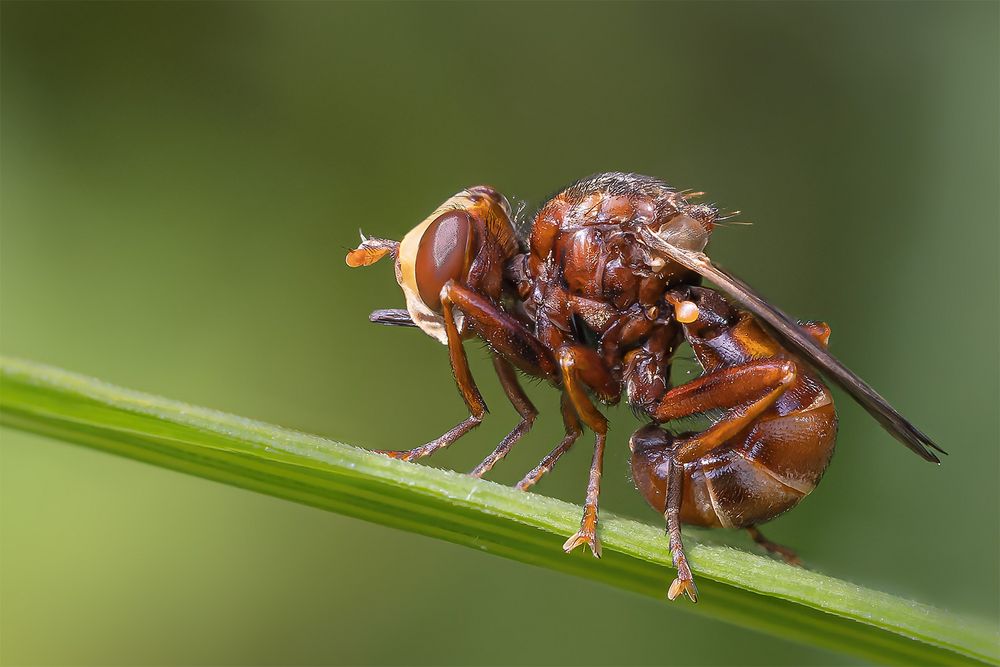 Breitstirnblasenkopffliege  (Sicus ferrugineus) 