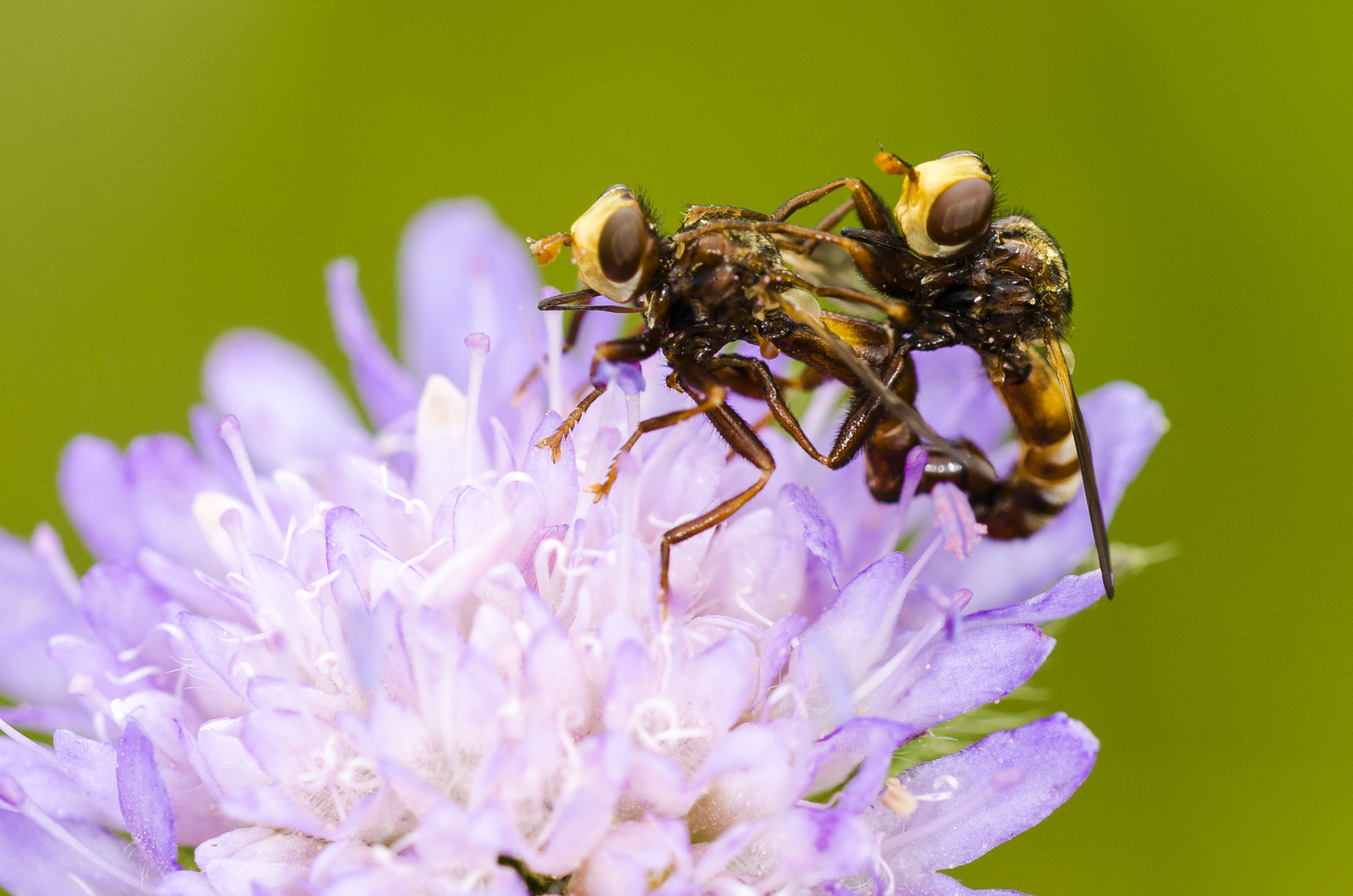 Breitstirnblasenkopffliege (Sicus ferrugineus)