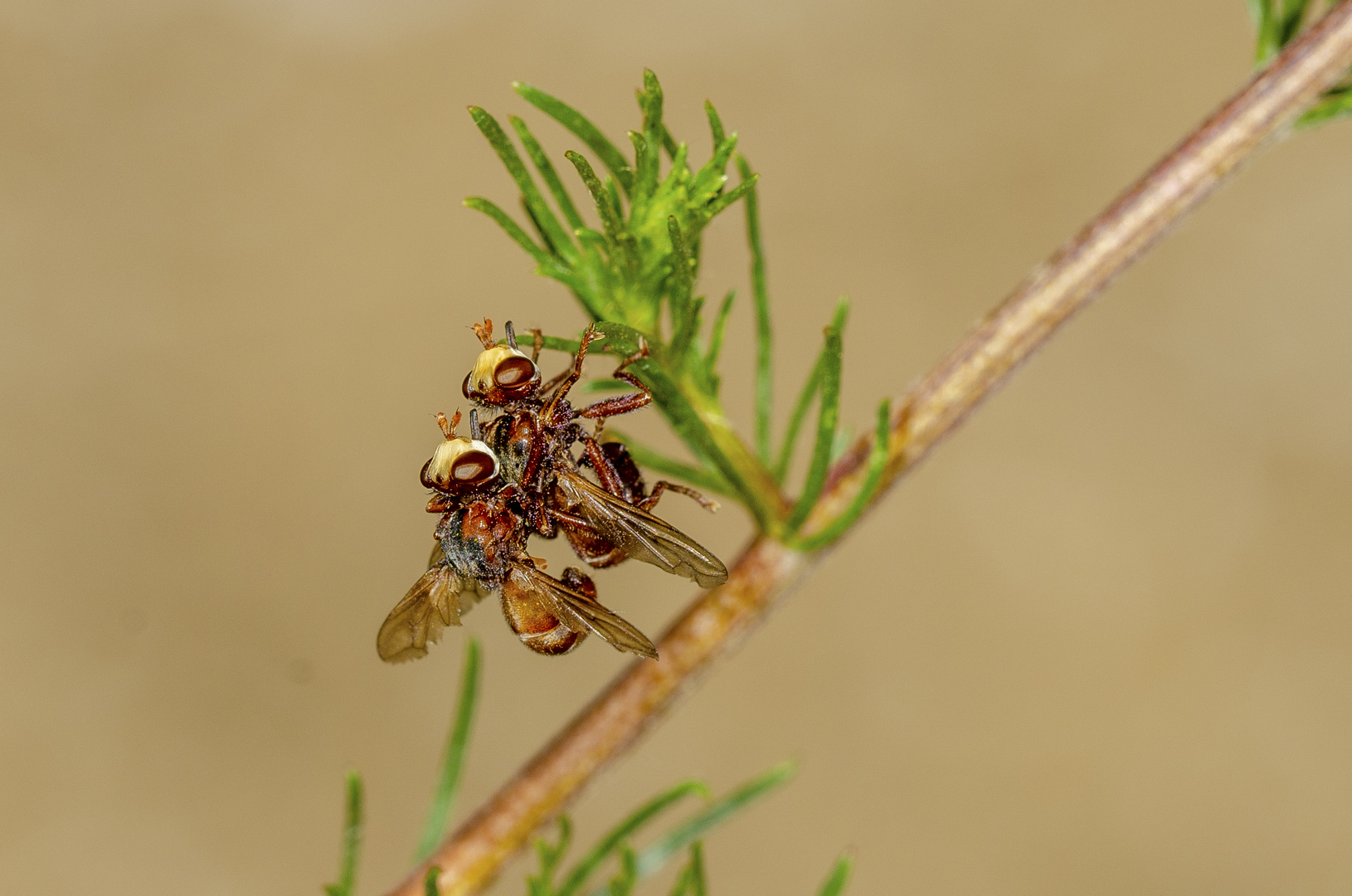 Breitstirnblasenkopffliege (Sicus ferrugineus)