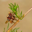 Breitstirnblasenkopffliege (Sicus ferrugineus)