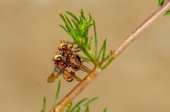 Breitstirnblasenkopffliege (Sicus ferrugineus)