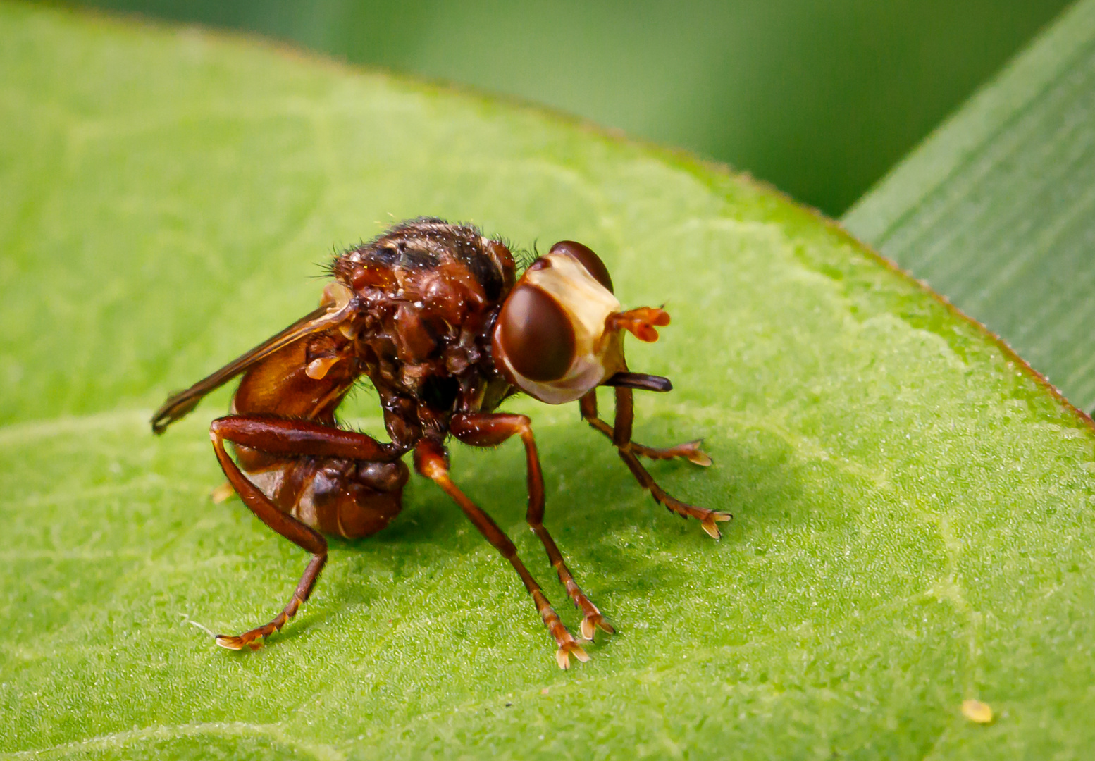 Breitstirnblasenkopffliege (Sicus ferrugineus)