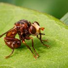 Breitstirnblasenkopffliege (Sicus ferrugineus)