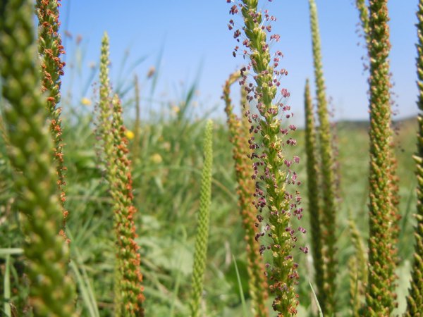 Breitwegerich in Blüte