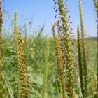 Breitwegerich in Blüte