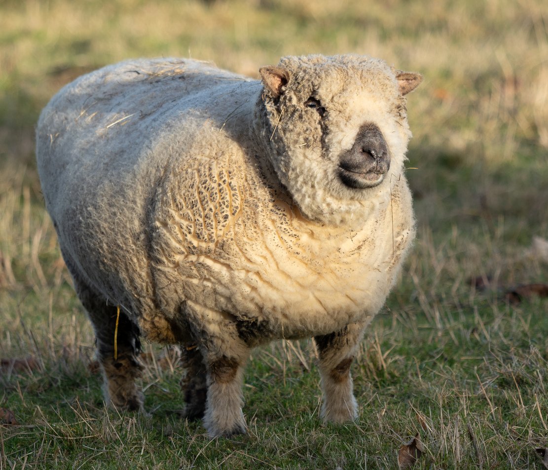 Breitwollschaf