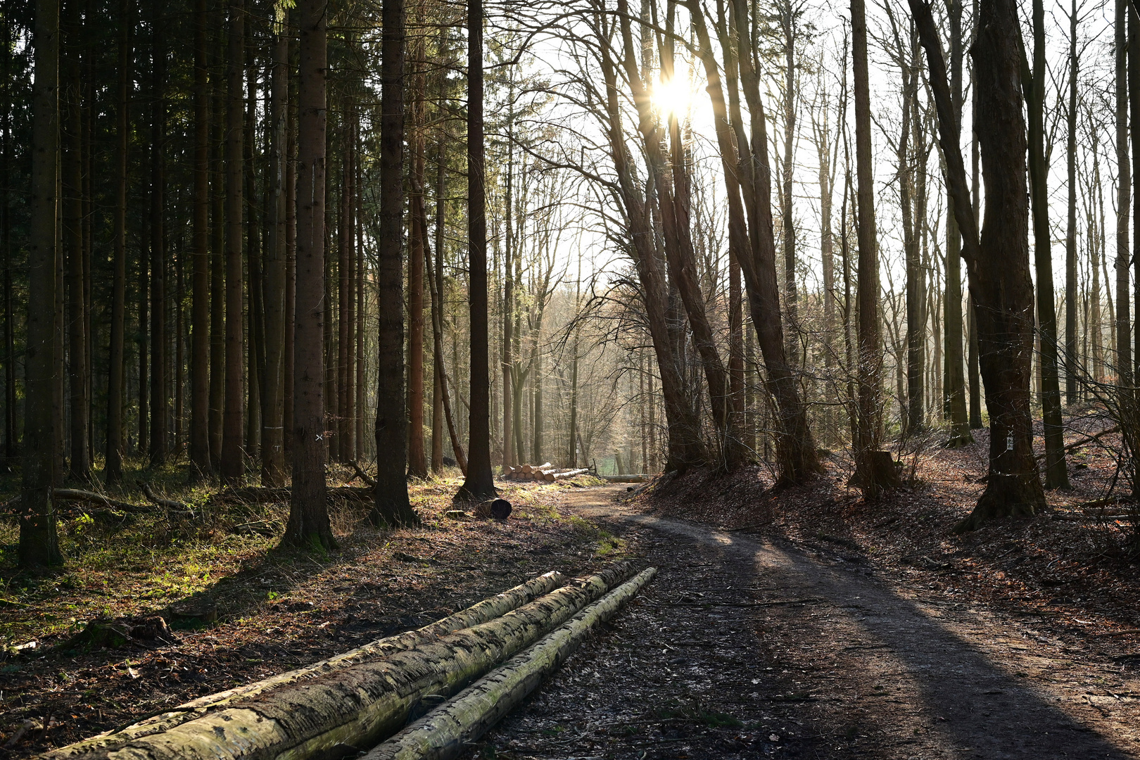 Brekendorfer Wald