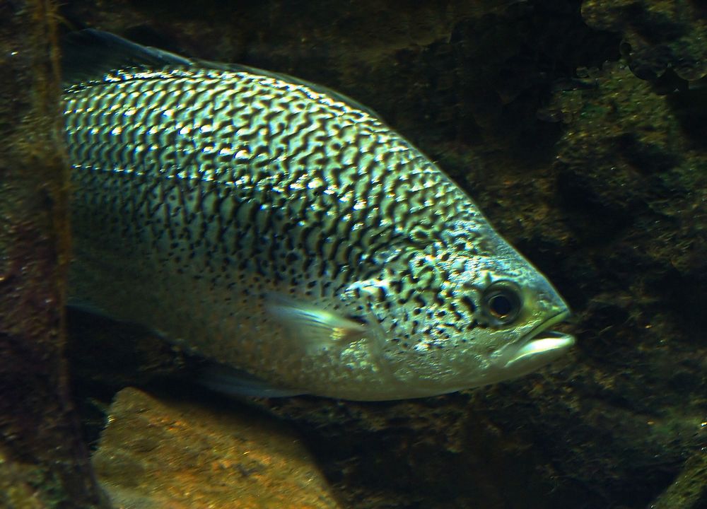 Brème bleue - Acanthopagrus berda - Fluss-Meerbrasse