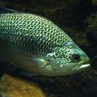 Brème bleue - Acanthopagrus berda - Fluss-Meerbrasse