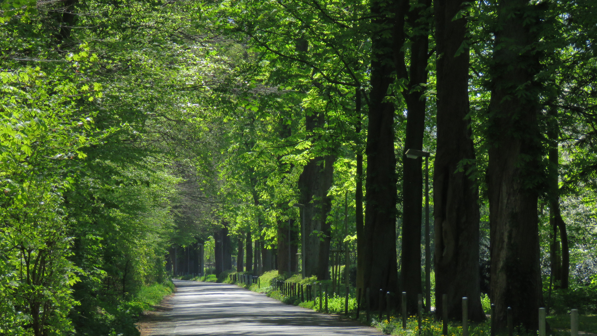 Bremen (2020), Allee zum Knoops Park