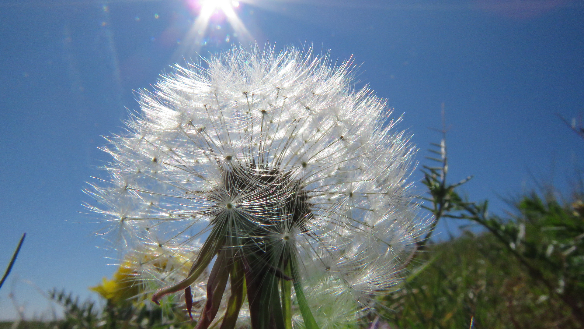 Bremen (2020), Pusteblume