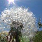 Bremen (2020), Pusteblume