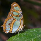 Bremen Botanica Schmetterling-1