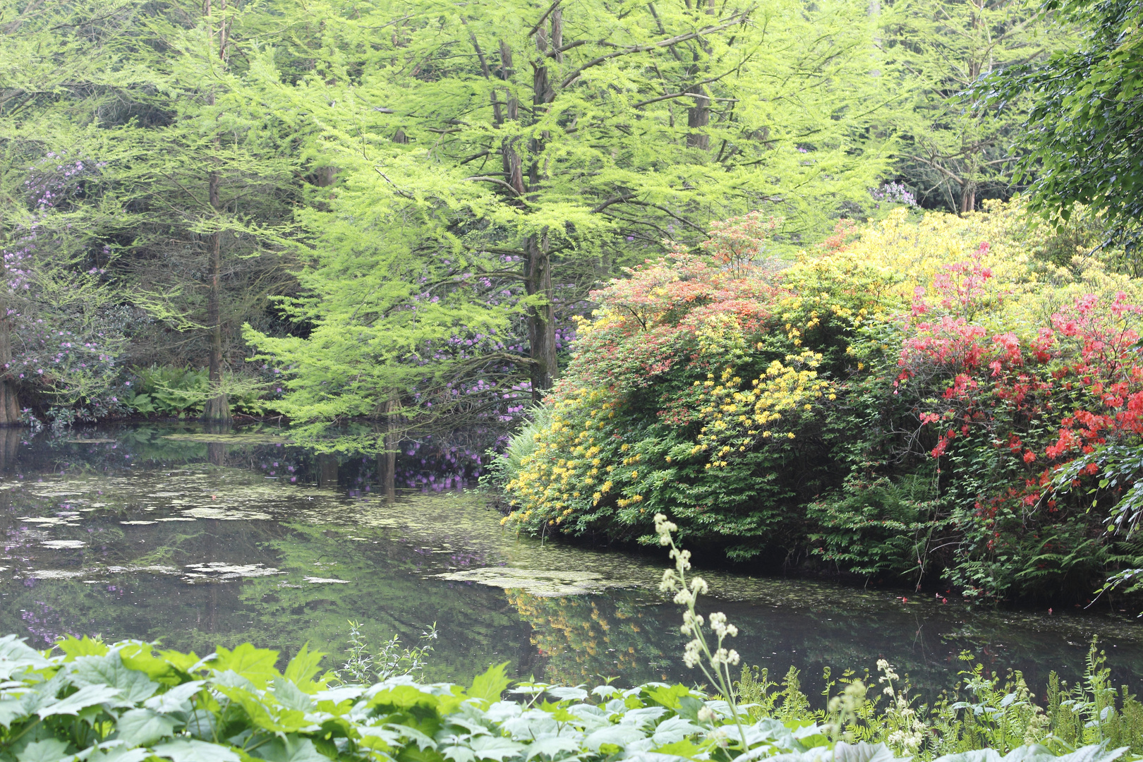 Bremer Rhodendronpark II