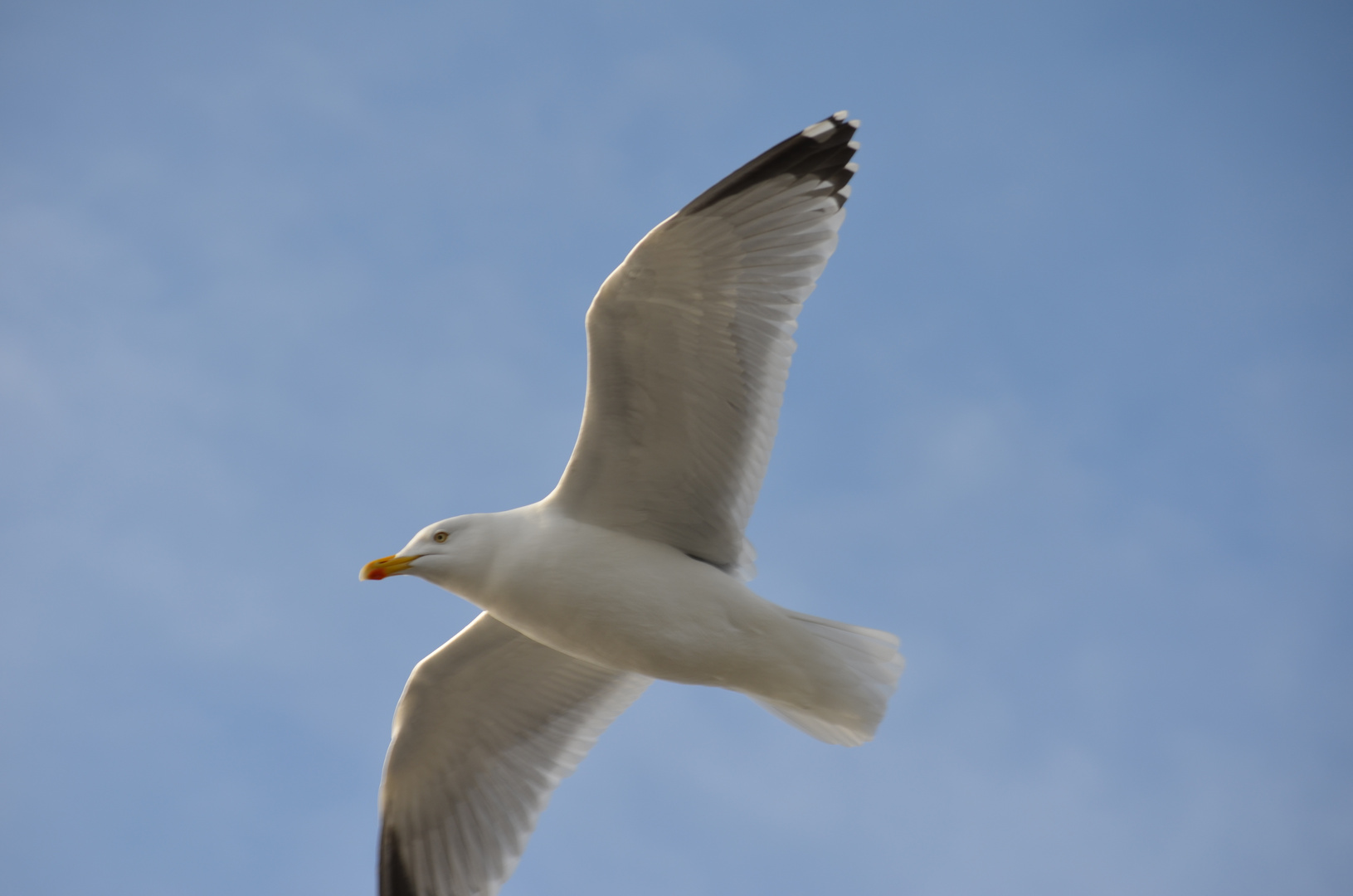 Bremerhavener Möve