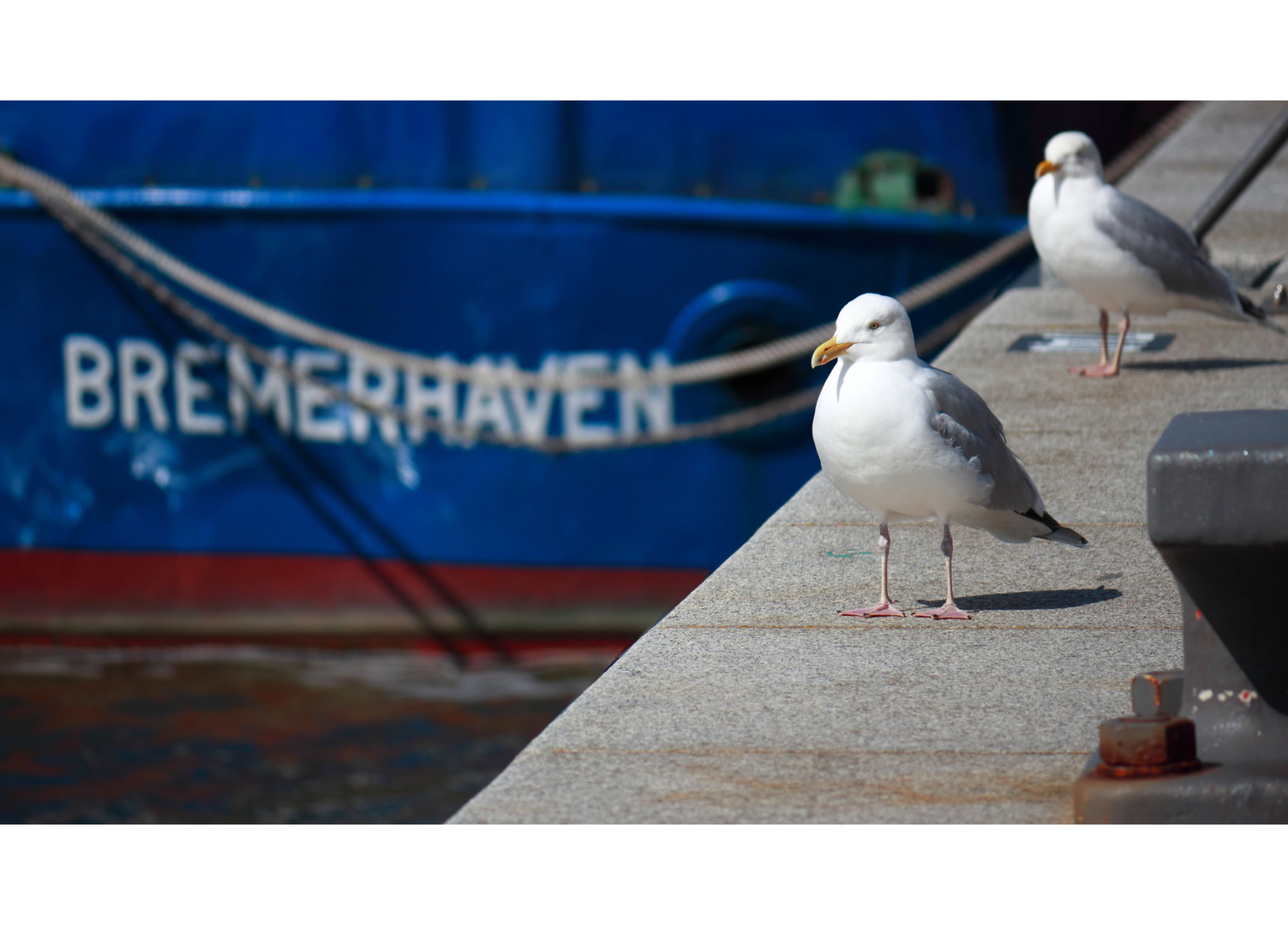 *Bremerhavener Möwen* 16042015