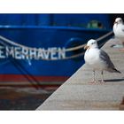 *Bremerhavener Möwen* 16042015