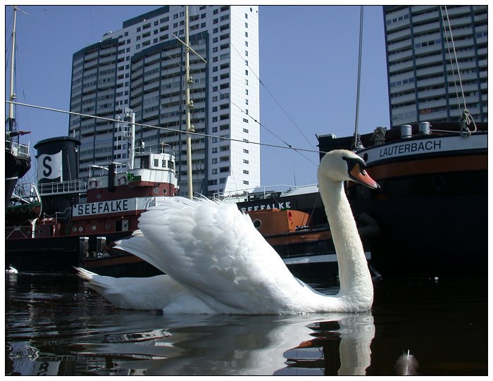 Bremerhavener Stadtschwan