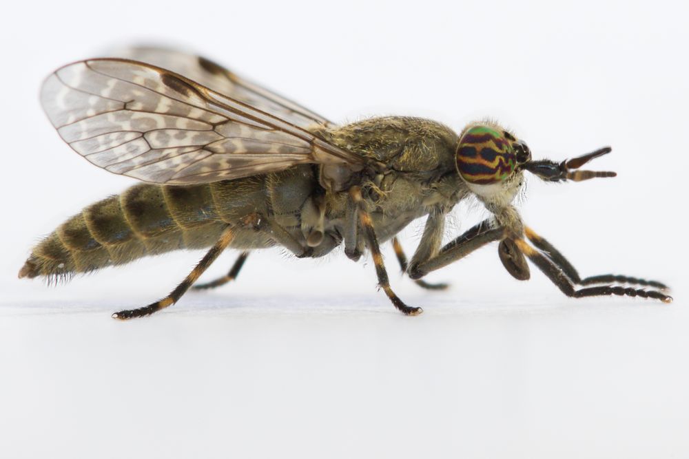 Bremse Foto & Bild  tiere, wildlife, insekten Bilder auf