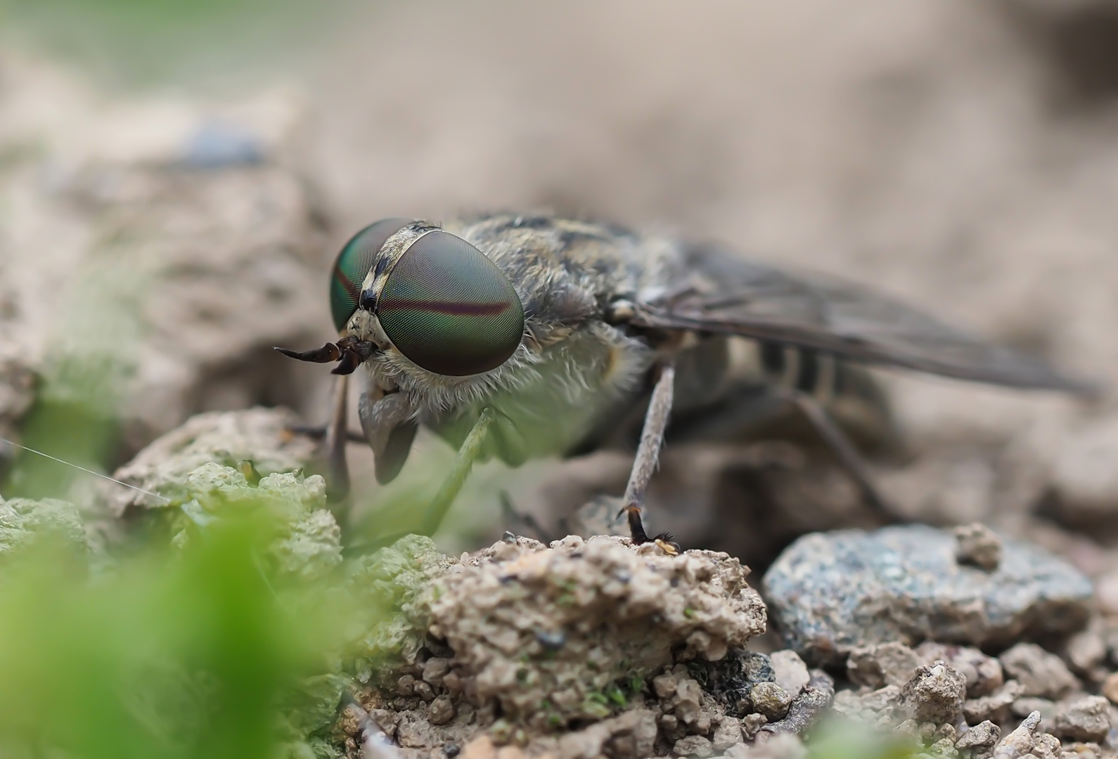 Bremse Foto &amp; Bild | insekten, wildlife, bremse Bilder auf fotocommunity