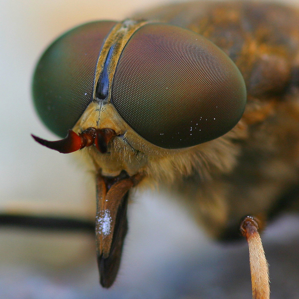 Bremse Foto & Bild tiere, wildlife, insekten Bilder auf