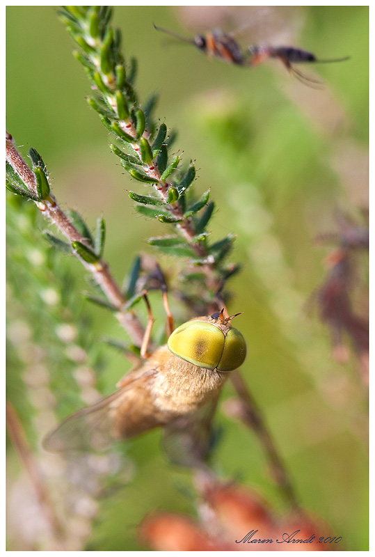 Bremse - Atylotus loewianus