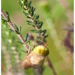 Bremse - Atylotus loewianus