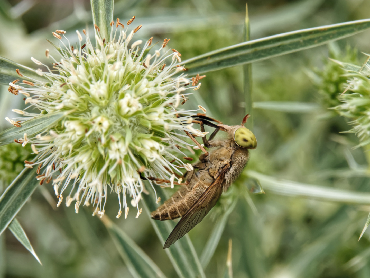 Bremse Atylotus rusticus?