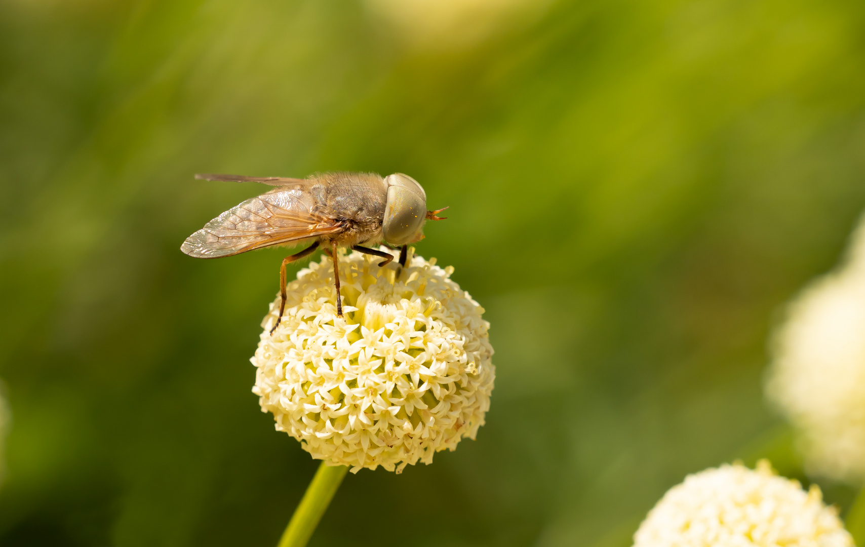 Bremse (Atylotus rusticus) 