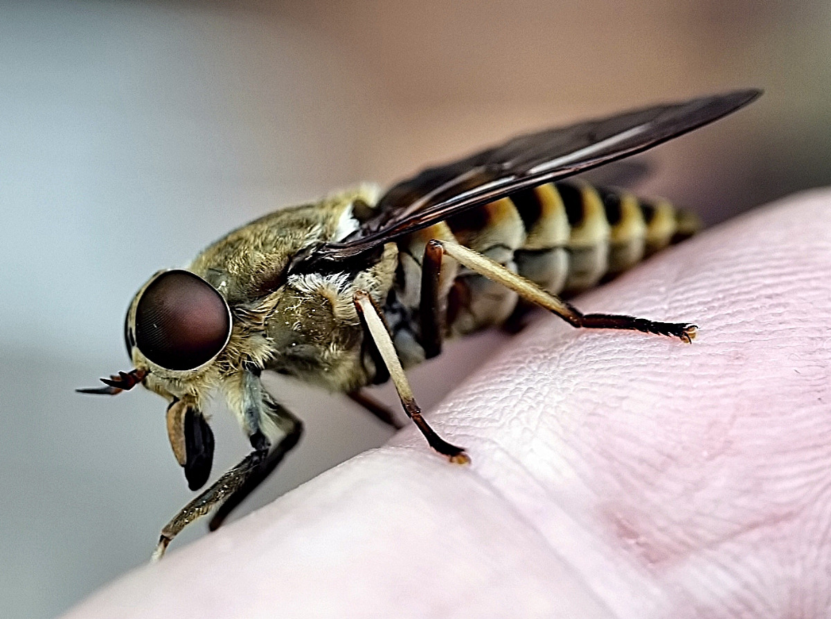 Bremse Foto & Bild  tiere, wildlife, insekten Bilder auf fotocommunity