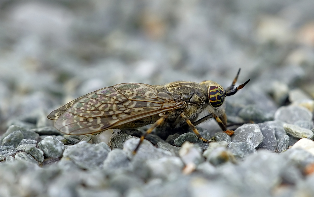 Bremse II (Tabanidae) Foto & Bild | tiere, wildlife, insekten Bilder ...