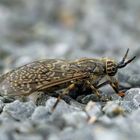 Bremse II (Tabanidae)