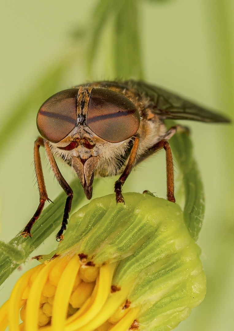 Bremse im Garten