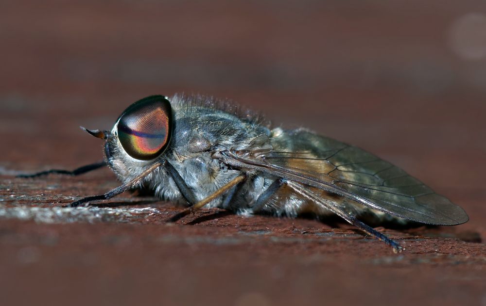 Bremse Foto & Bild  tiere, wildlife, insekten Bilder auf