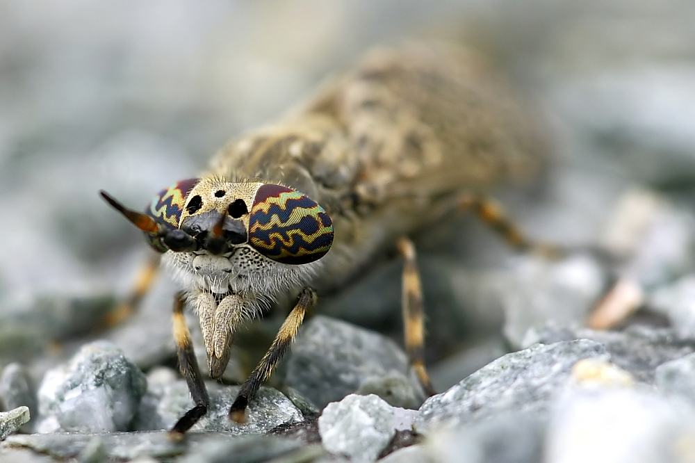 Bremse (Tabanidae)