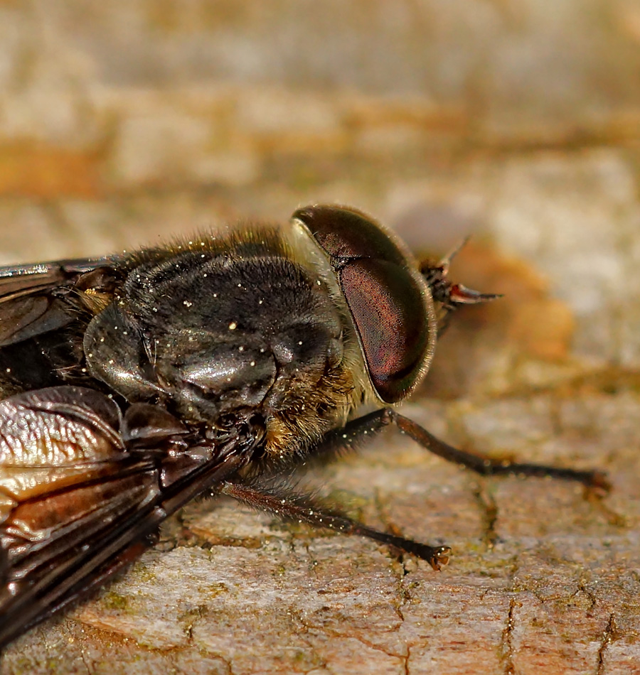 Bremse (Tabanus sudeticus)