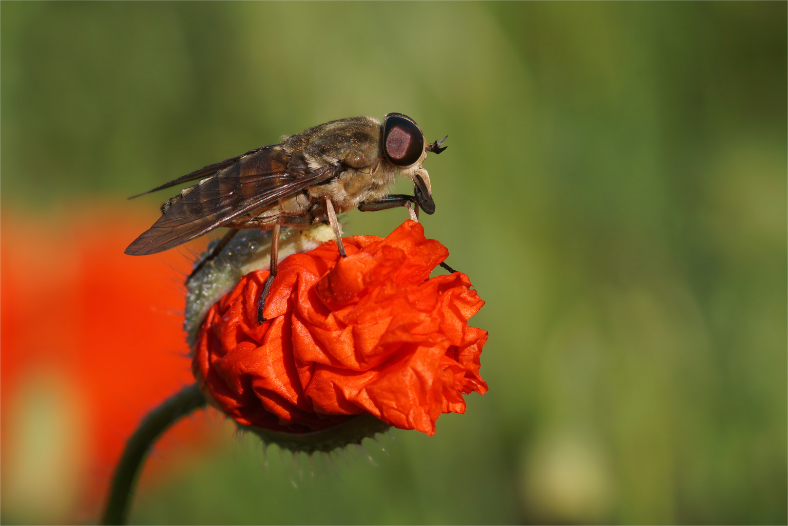 Bremse ( Tabanus sudeticus)  am Morgen.