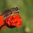 Bremse ( Tabanus sudeticus)  am Morgen.