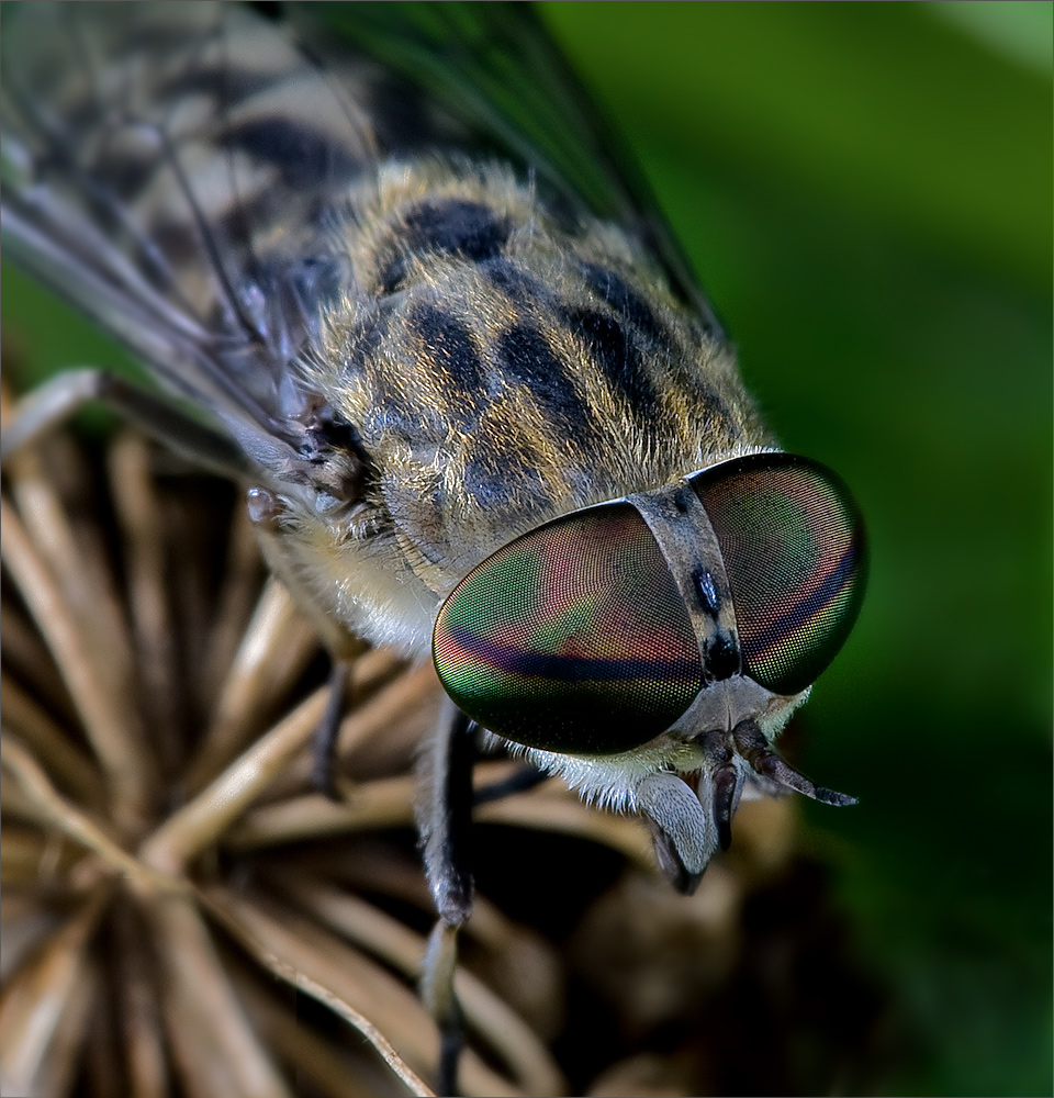 Bremse - Tabanus tropicus Foto & Bild | tiere, wildlife, insekten ...
