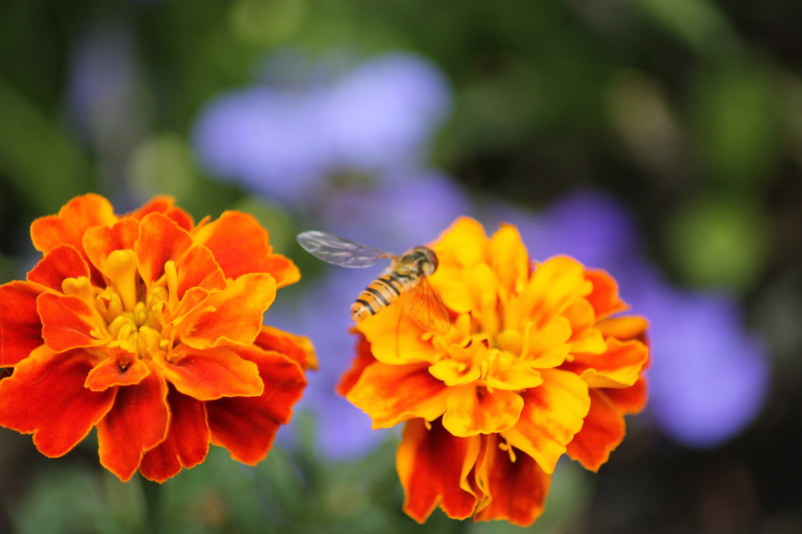 Bremse und Blume