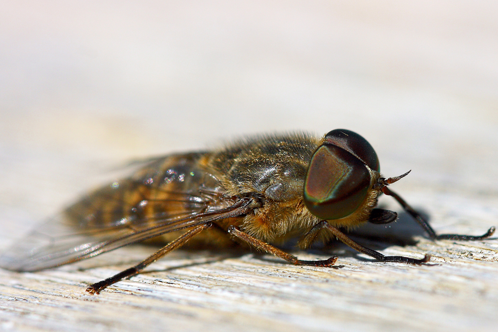 Bremsen a Foto & Bild | tiere, wildlife, insekten Bilder auf fotocommunity