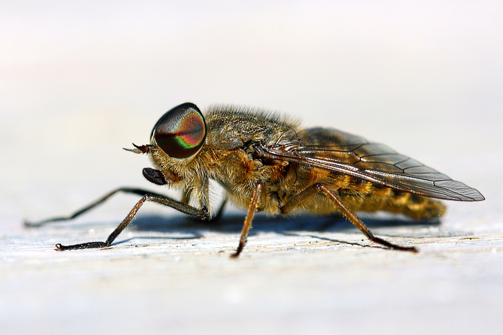 Bremsen b Foto & Bild tiere, wildlife, insekten Bilder auf