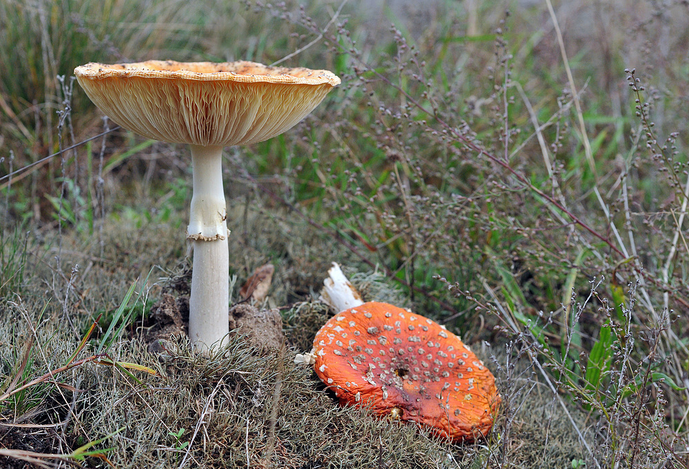 Bremsen für Fliegenpilze 01