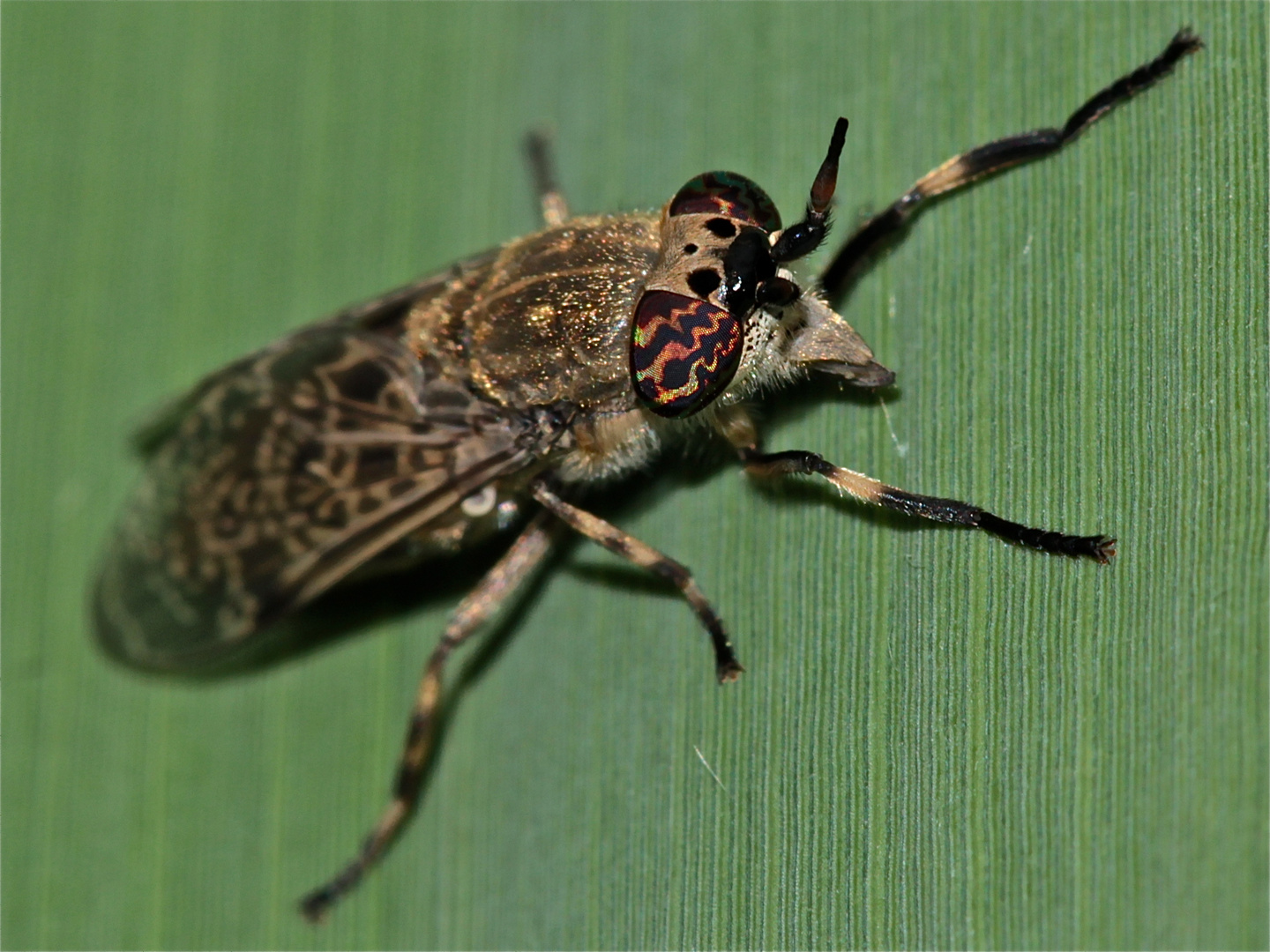 Bremsenweibchen (Haematopota pluvialis)