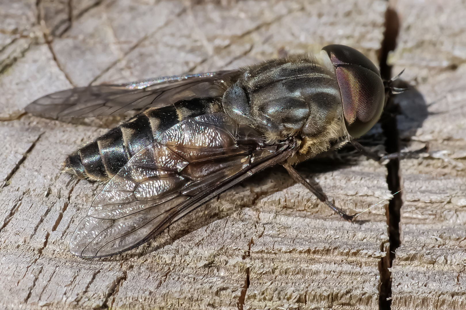 Bremse_Tabanus autumnalis_1