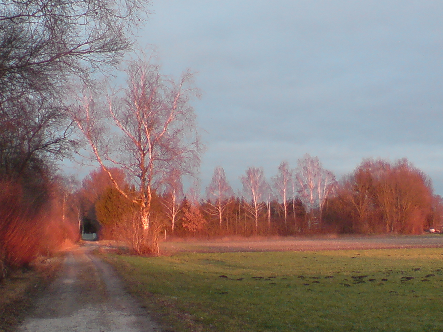 "brennende" Bäume in Ottenburg