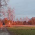 "brennende" Bäume in Ottenburg