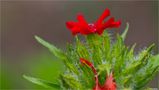 Brennende Liebe (Lychnis chalcedonica)... von Thomas Ripplinger 