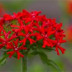 Brennende Liebe (Lychnis chalcedonica)