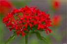 Brennende Liebe (Lychnis chalcedonica) von Thomas Ripplinger 